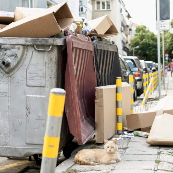 cute-cat-sitting-rubbish-bin-outdoors